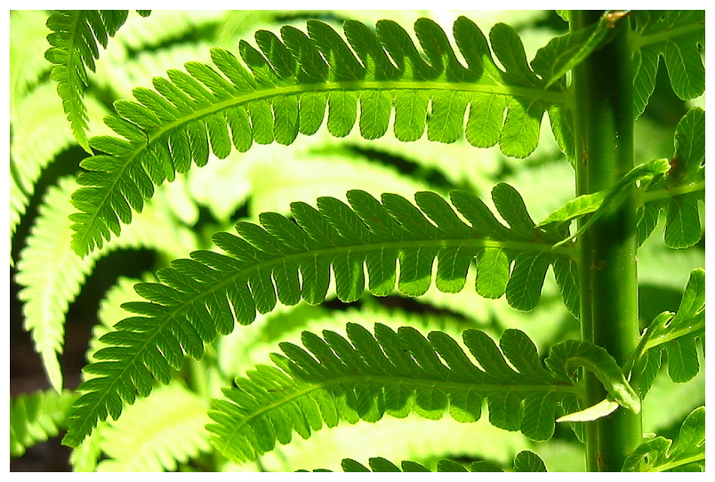 FernPosted.jpg